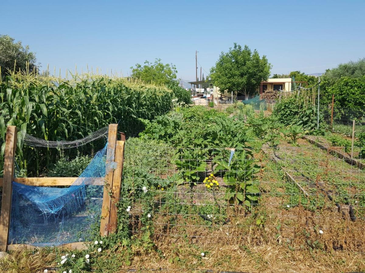 Eco Glamping With Pool Between Nafplio And ארגוס מראה חיצוני תמונה